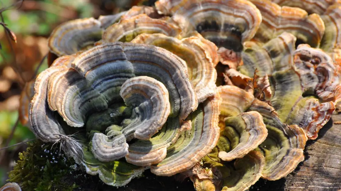 Turkey Tail Mushroom Supplements: Benefits and Where to Buy
